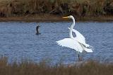 Great Egret Landing_35306